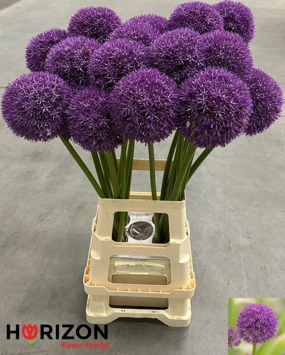<h4>ALLIUM GROOTBLOEMIG</h4>