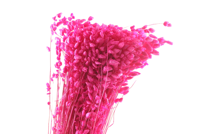 <h4>Briza Max Cerise</h4>