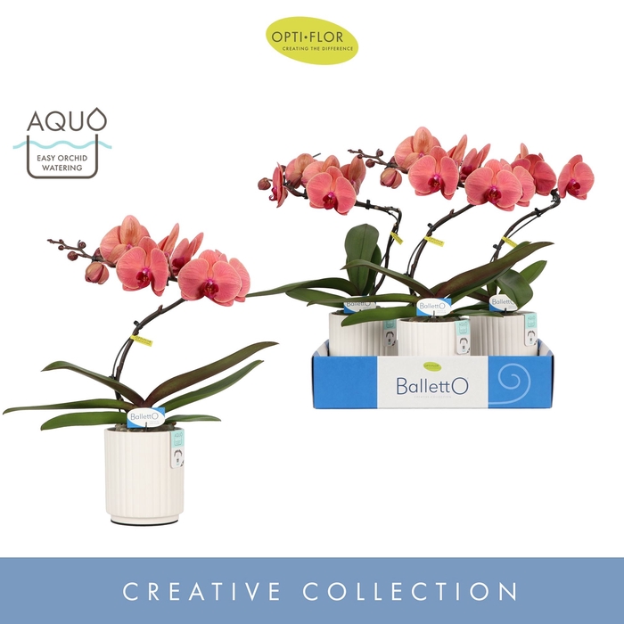 <h4>Phalaenopsis overig oranje (meerder</h4>
