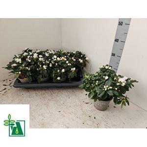 RHODO SI WITTE VOGEL