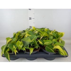 Philodendron scand. 'Brasil'