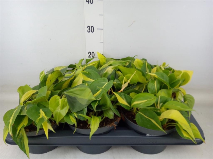 <h4>Philodendron scand. 'Brasil'</h4>