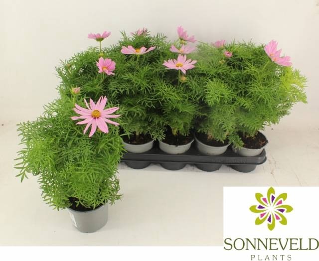 <h4>COSM BIP CASA PINK</h4>