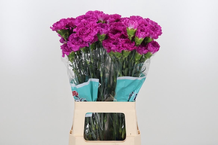 <h4>Di St Frenesi</h4>