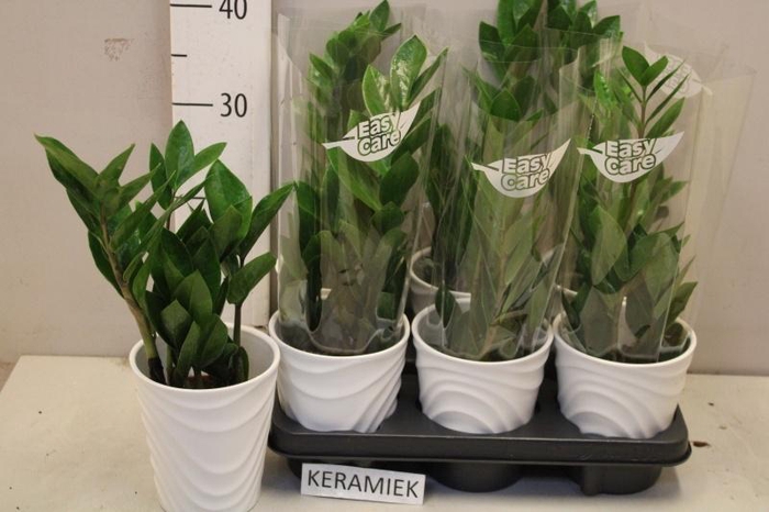 <h4>ZAMIO ZAMIIFOLIA</h4>