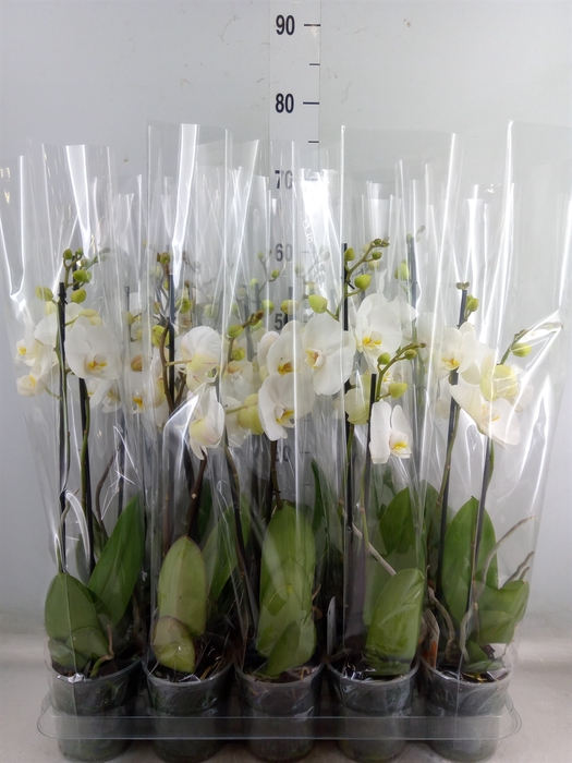 <h4>Phalaenopsis   ...</h4>