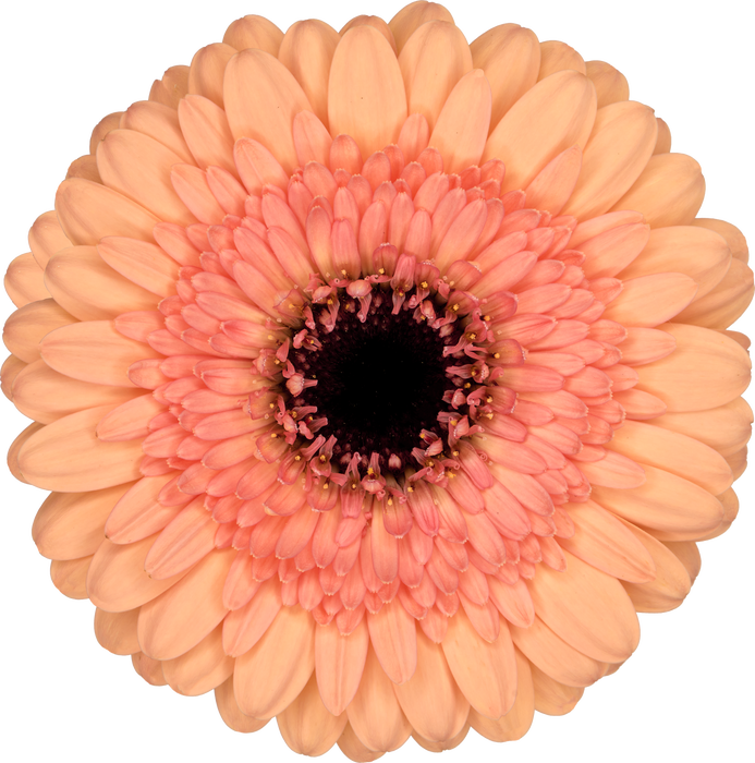 <h4>Germini Oreo Doos</h4>