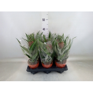 Ananas  'Rosita'
