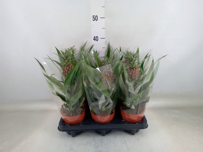 <h4>Ananas  'Rosita'</h4>