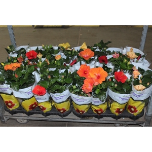 HIBISQS P13