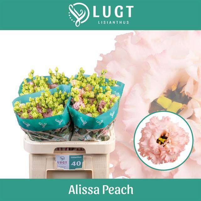 <h4>EUS G ALISSA PEACH</h4>