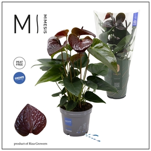 Mimesis Anthurium KARMA Essencia - 12cm