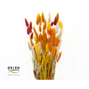 Dried Bleached Lagurus Autumn Mix