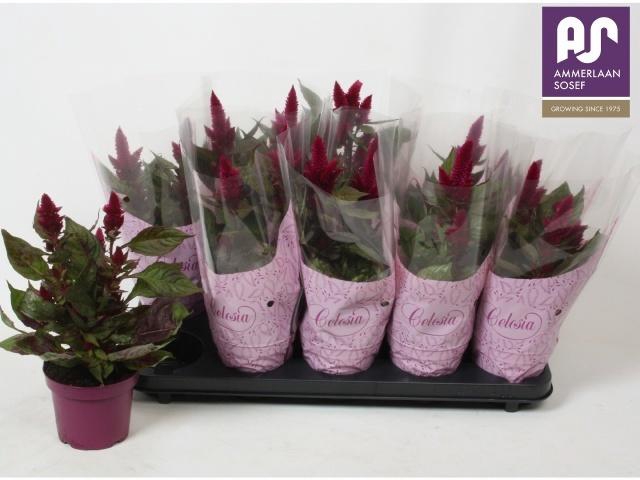 <h4>CEL DEEP PURPLE</h4>