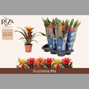 GUZM GEM 3 SRT