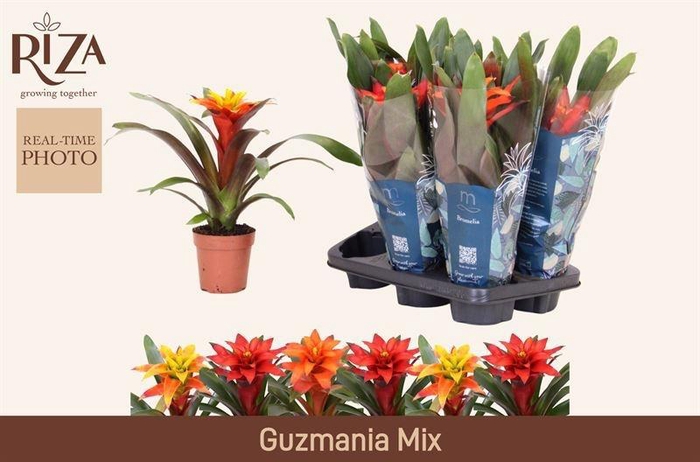 <h4>GUZM GEM 3 SRT</h4>