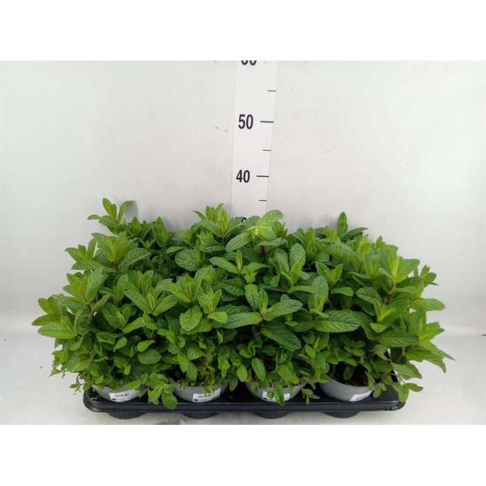 <h4>Mentha piperita</h4>