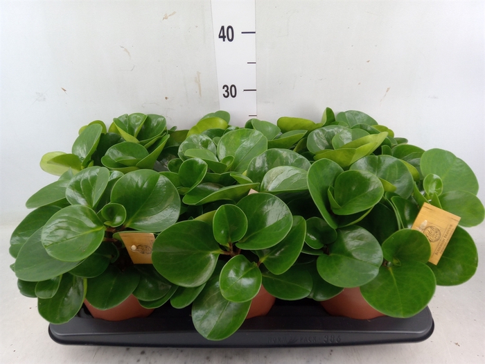 <h4>Peperomia obt. 'Green Gold'</h4>