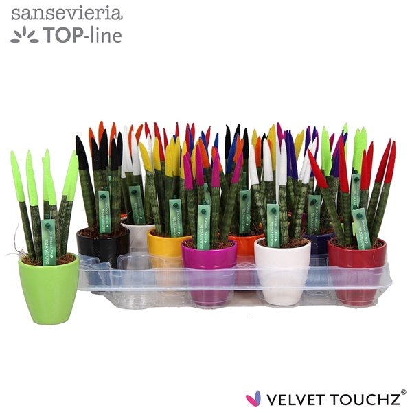 <h4>Sansevieria VELVET TOUCHZ® Mix in keramiek Osaka</h4>