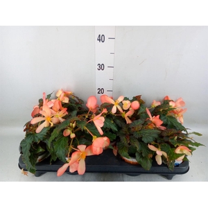 Begonia boliv. 'Beauvilia Salmon'