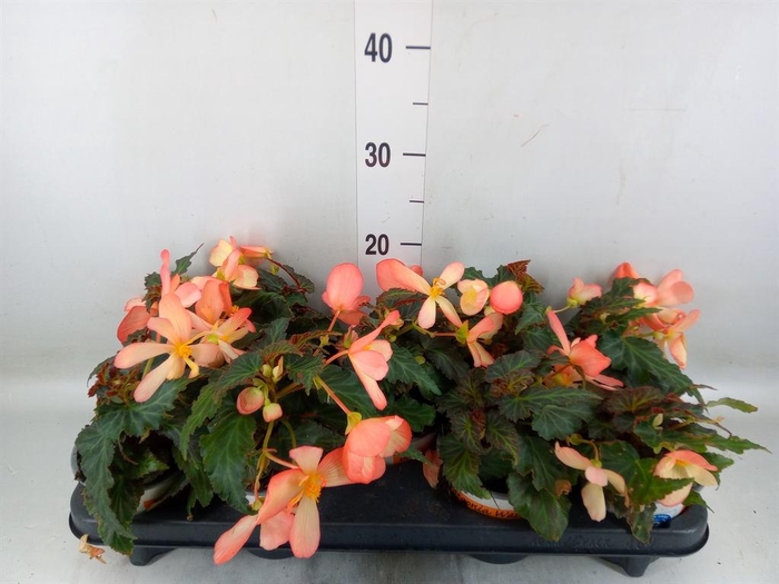 <h4>Begonia boliv. 'Beauvilia Salmon'</h4>