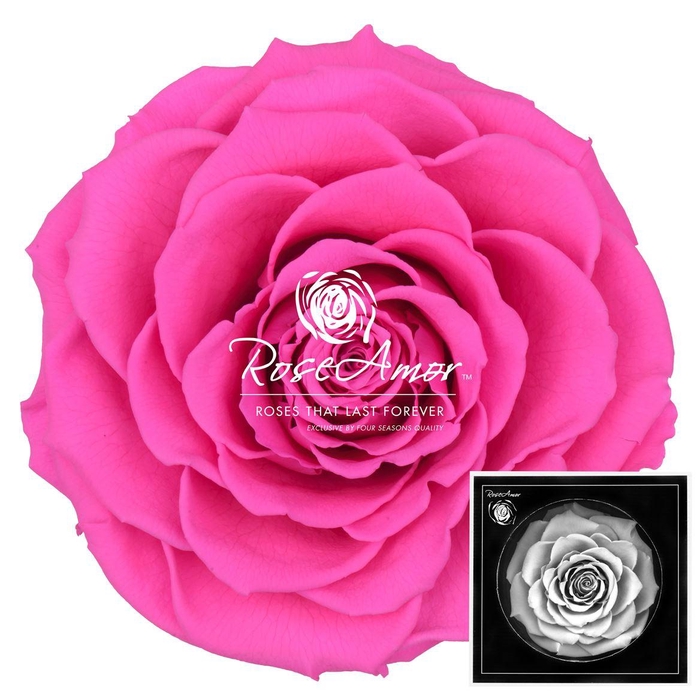 <h4>Bonita Pin07</h4>