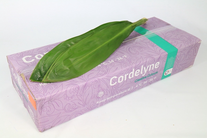 Cordyline Green Tie Creative Colours