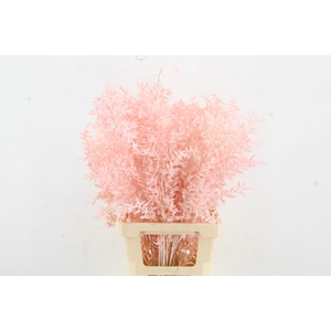 PF Ruscus 70cm Bs L.Pink