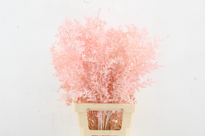 <h4>PF Ruscus 70cm Bs L.Pink</h4>