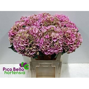 HYDR M ROY PARADE CL