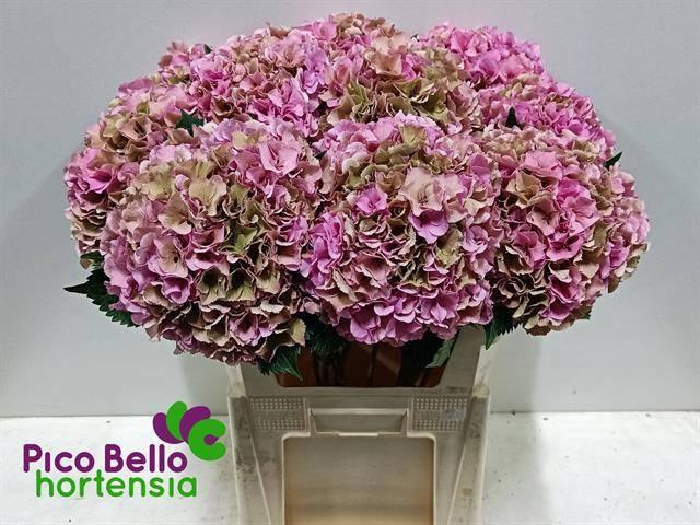 <h4>HYDR M ROY PARADE CL</h4>