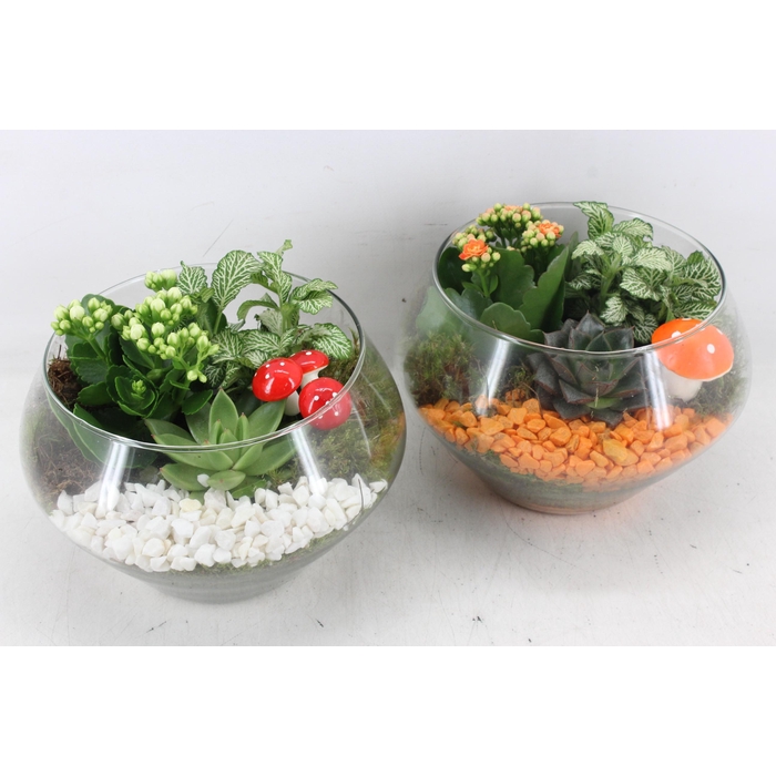 <h4>Arr2 Pl - Glas Olay L - Oranje/wit</h4>