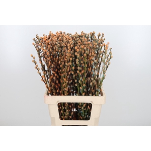 Salix Katjes Kl Bh Blue Sky