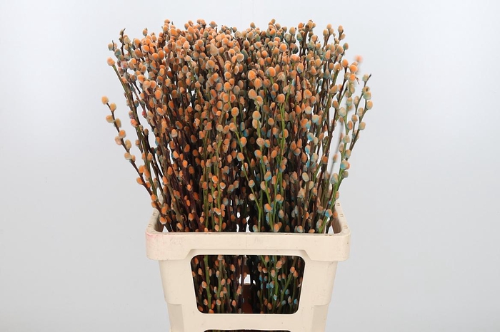 <h4>Salix Katjes Kl Bh Blue Sky</h4>