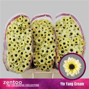 Chr S Yin Yang Cream 1200gr