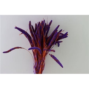 Dried Artz Setaria Vermeer Bunch