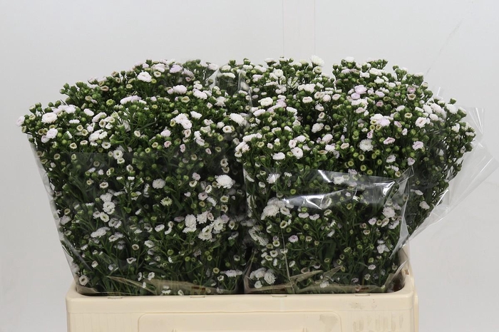 <h4>Aster White Gypsy</h4>