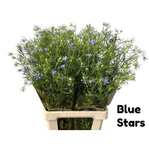 Nigella Bucharica Bleu
