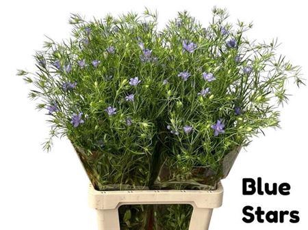 <h4>Nigella Bucharica Bleu</h4>