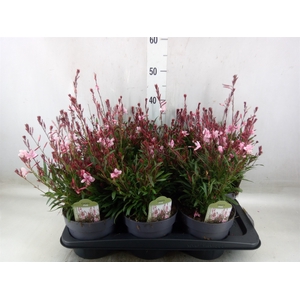 Gaura lindheimeri 'Geyser Pink'