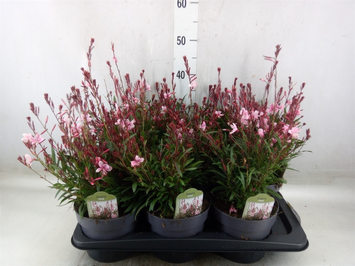 <h4>Gaura lindheimeri 'Geyser Pink'</h4>