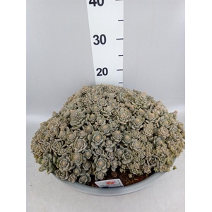 Orostachys furusei