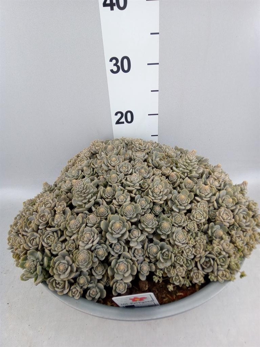 <h4>Orostachys furusei</h4>