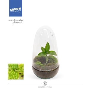 Mimesis Jewel Orchid KARMA Ludisia Jade - Terrarium