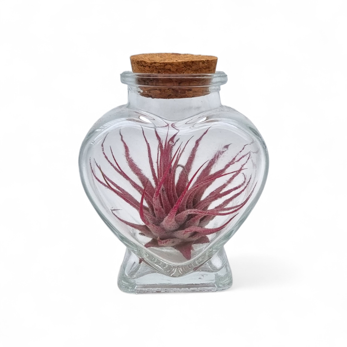 <h4>Tillandsia heart bottle small</h4>