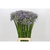 Agapanthus Silberpfeil