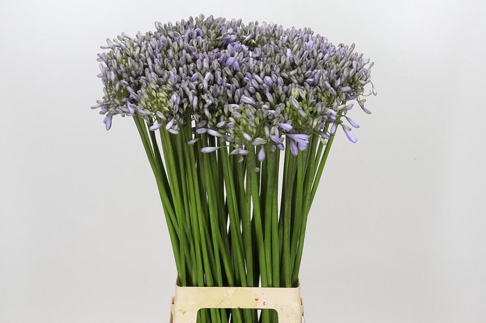Agapanthus Silberpfeil