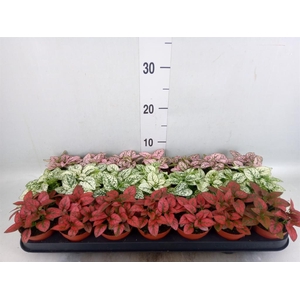 Hypoestes phyllo.   ...mix