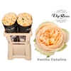 R GR VANILLA CATALINA