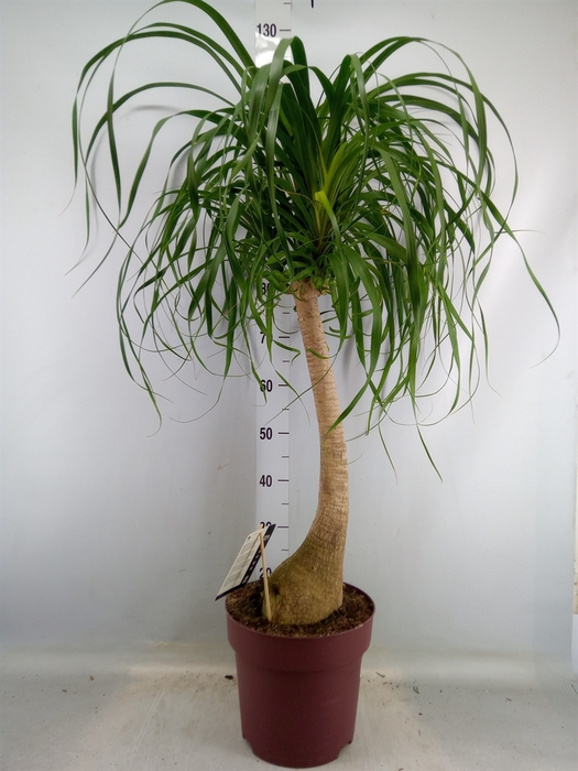 <h4>Beaucarnea recurvata</h4>